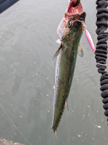 サゴシの釣果