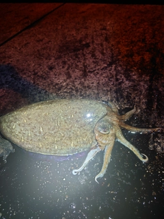 モンゴウイカの釣果