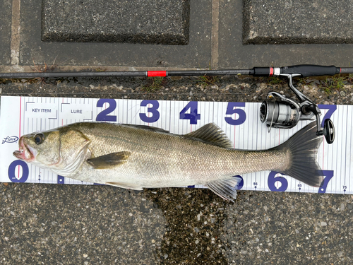 シーバスの釣果