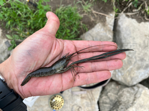 テナガエビの釣果