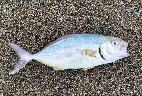 ショゴの釣果