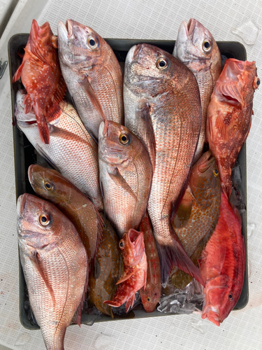 マダイの釣果