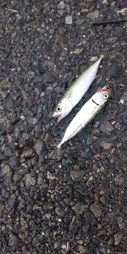 サバの釣果