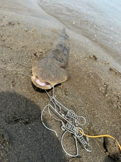 コチの釣果