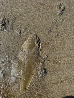 シタビラメの釣果