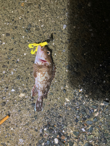 カサゴの釣果