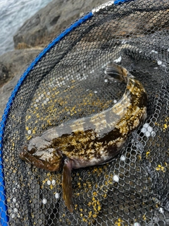 アイナメの釣果