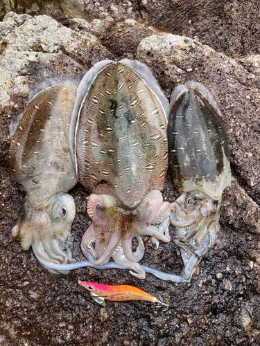 コウイカの釣果