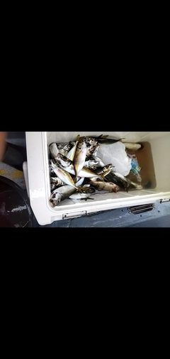 マアジの釣果