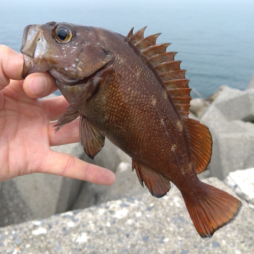 ガヤの釣果