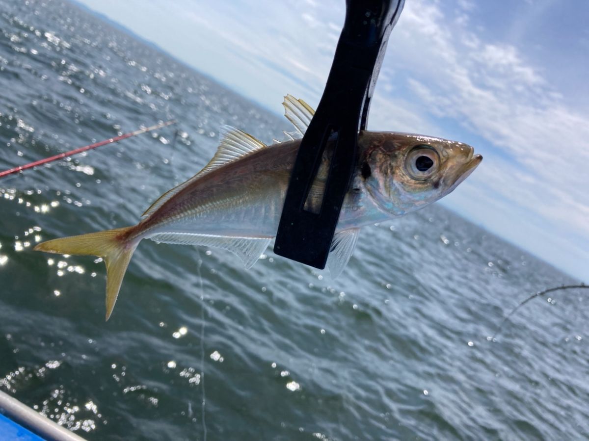 since 2020さんの釣果 2枚目の画像