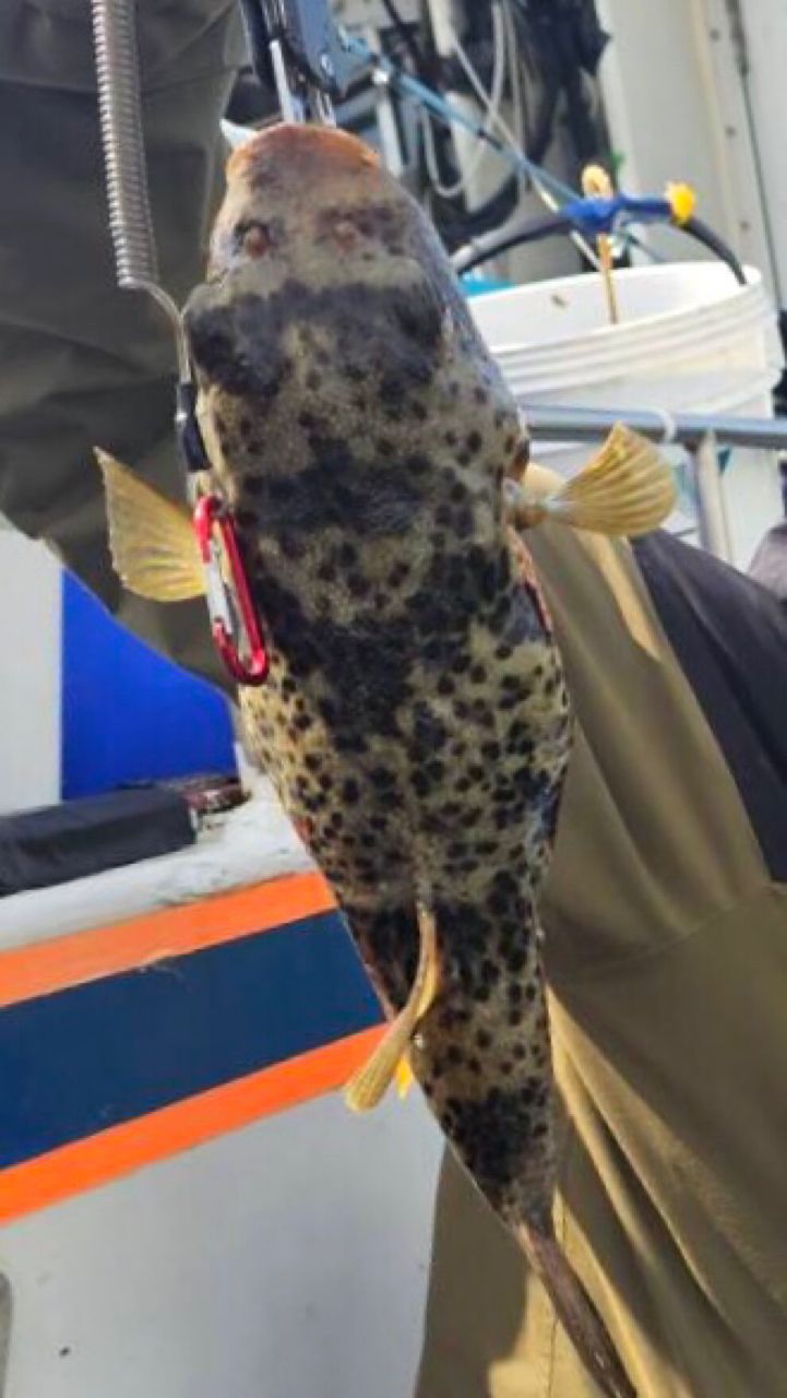 since 2020さんの釣果 3枚目の画像