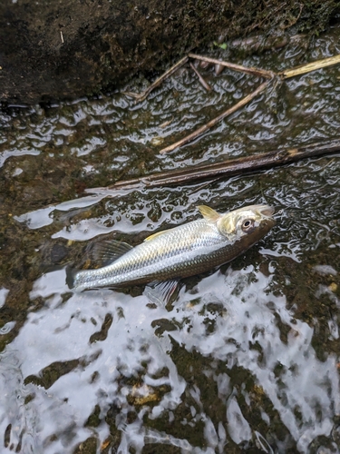 カワムツの釣果