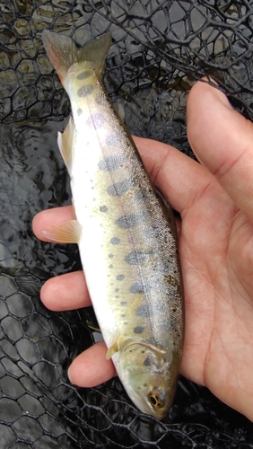 ヤマメの釣果