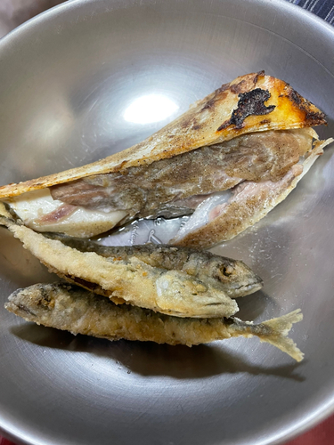 サバの釣果