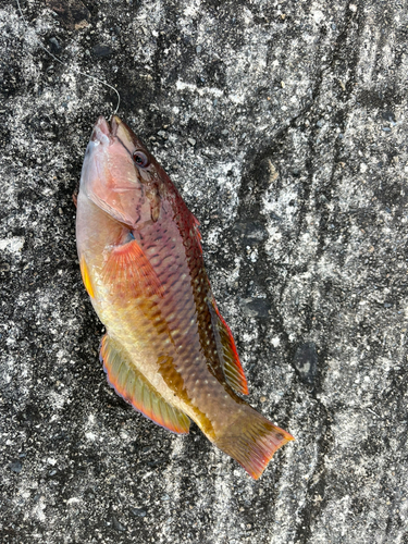 アカササノハベラの釣果