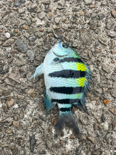 オヤビッチャの釣果