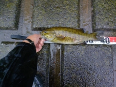 スモールマウスバスの釣果