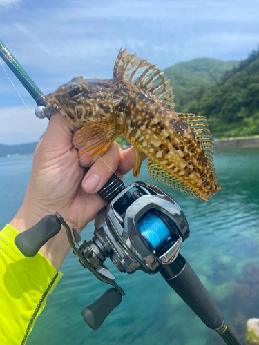 アサヒアナハゼの釣果