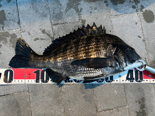 クロダイの釣果