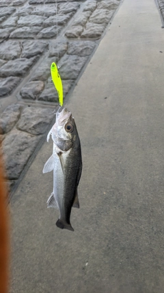 セイゴ（マルスズキ）の釣果