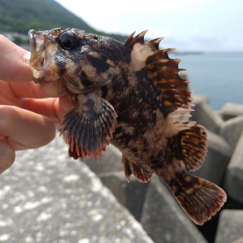 函館湾