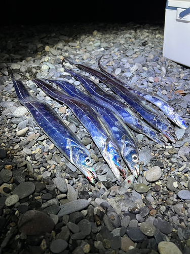 タチウオの釣果