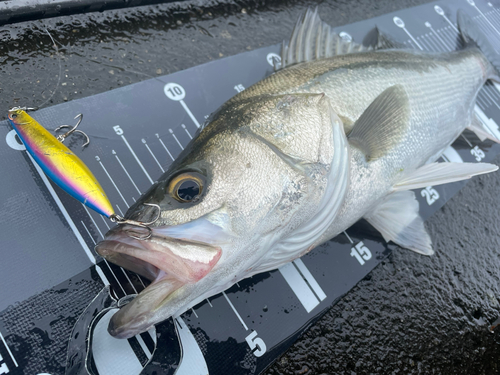 シーバスの釣果