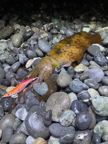 アオリイカの釣果