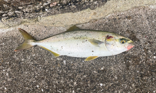 ワカシの釣果