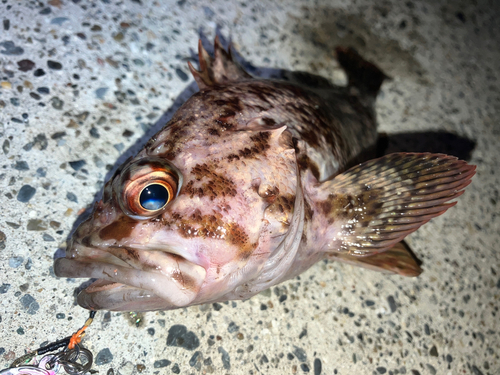 ムラソイの釣果