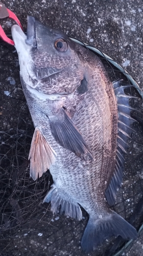 チヌの釣果