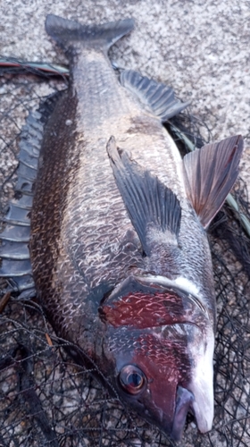 チヌの釣果