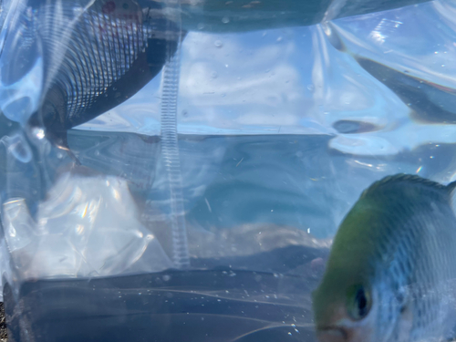 オヤビッチャの釣果