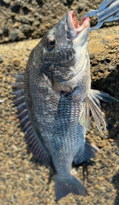 クロダイの釣果