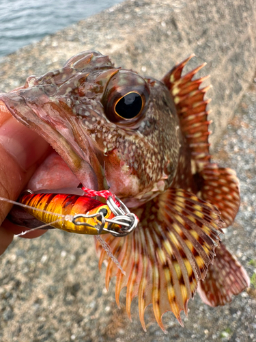 カサゴの釣果