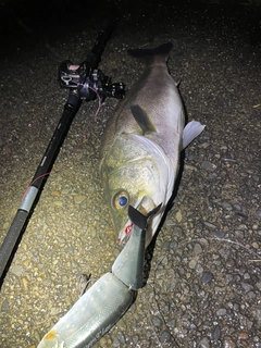 スズキの釣果