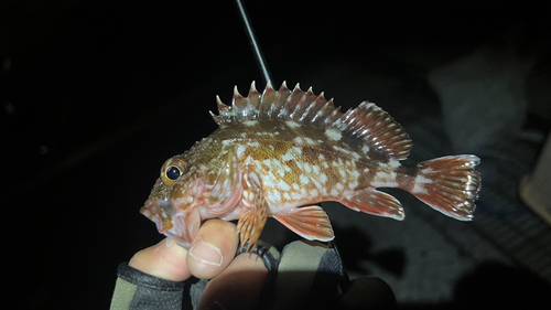 カサゴの釣果