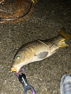 コイの釣果