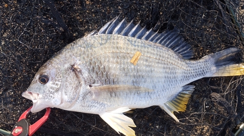 キビレの釣果