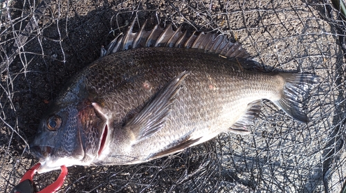 チヌの釣果