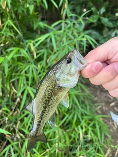 ラージマウスバスの釣果