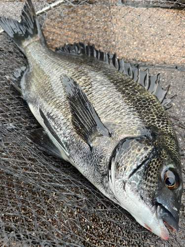 クロダイの釣果