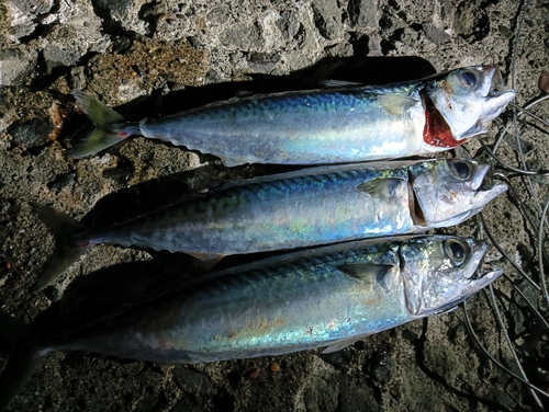 サバの釣果