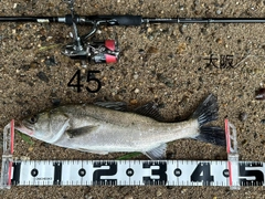 シーバスの釣果