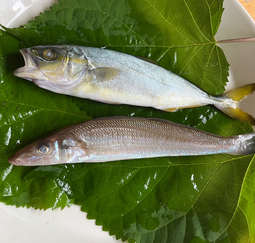 ワカシの釣果