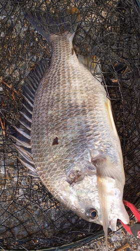 キビレの釣果