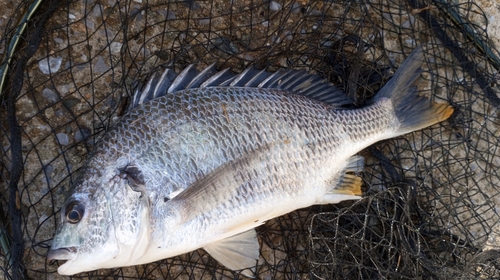 キビレの釣果