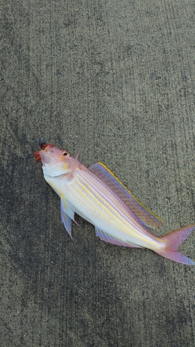 イトヨリダイの釣果