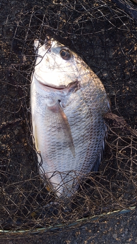 キビレの釣果